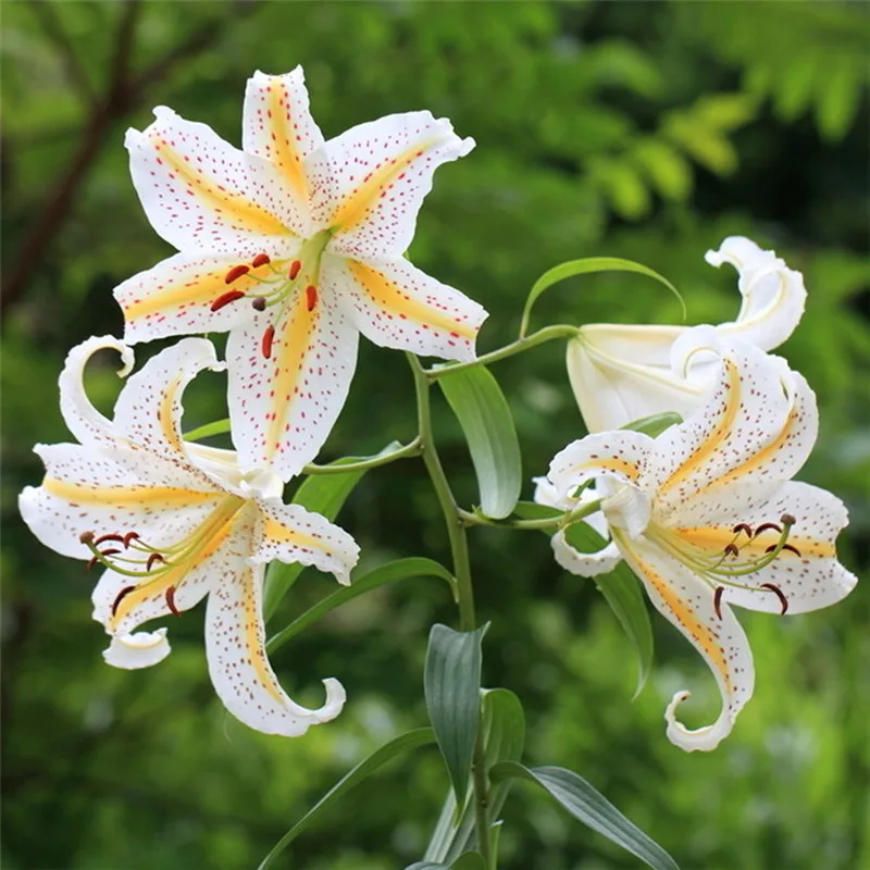 elegant and beautiful Lily Plant bonsais Bonsai Plant Flower bonsais for Home Garden 30pcs elegant and beautiful Lily Plant bonsais Bonsai Plant Flower bonsais for Home Garden 30pcs