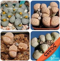 100% свежий Настоящее lithops francisci смешанные сочные кактус Semillas ~ живые камни