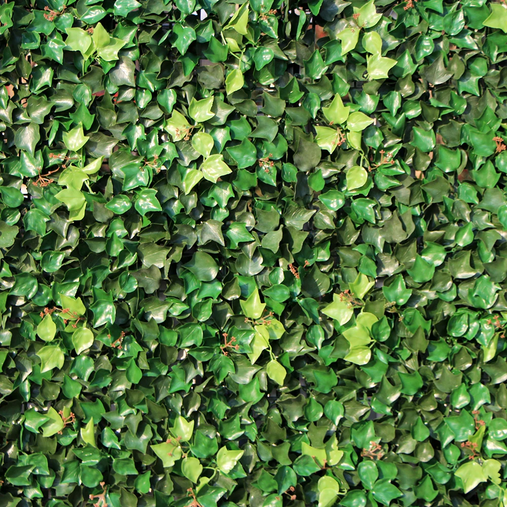 Виргинский плющ. Плющ хедера хеликс. Плющ 1. Вьюн девичий виноград. Стена из плюща.