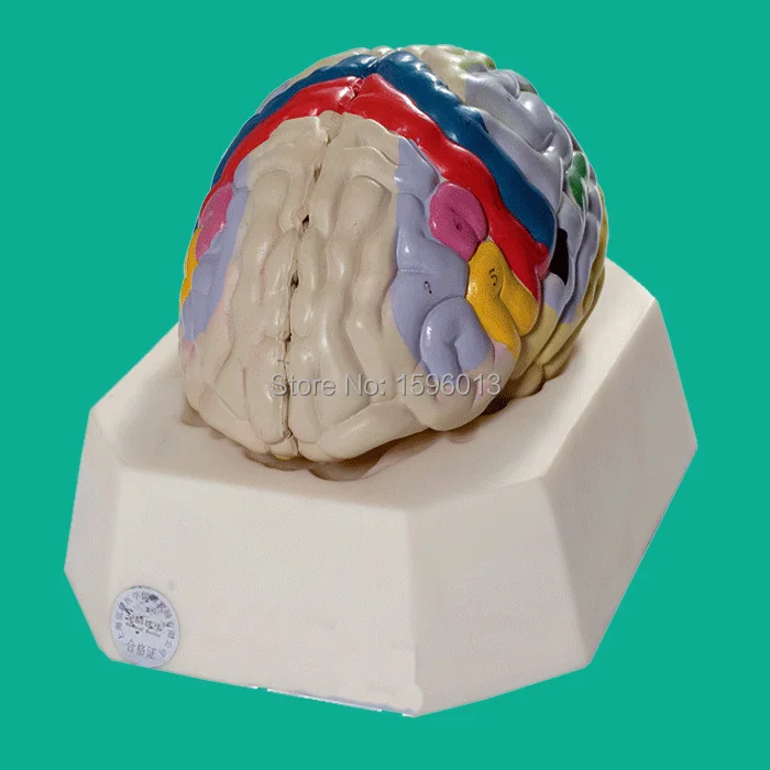 Functional Localization of Cerebral Cortex model, Cerebral cortex Function localization model Functional Localization of Cerebral Cortex model, Cerebral cortex Function localization model