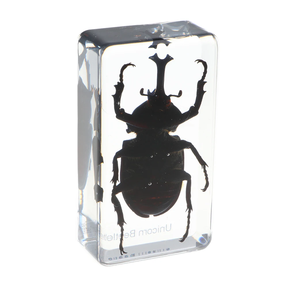 Образец насекомых креативный пресс-папье коллекция подарок-жук носорог B