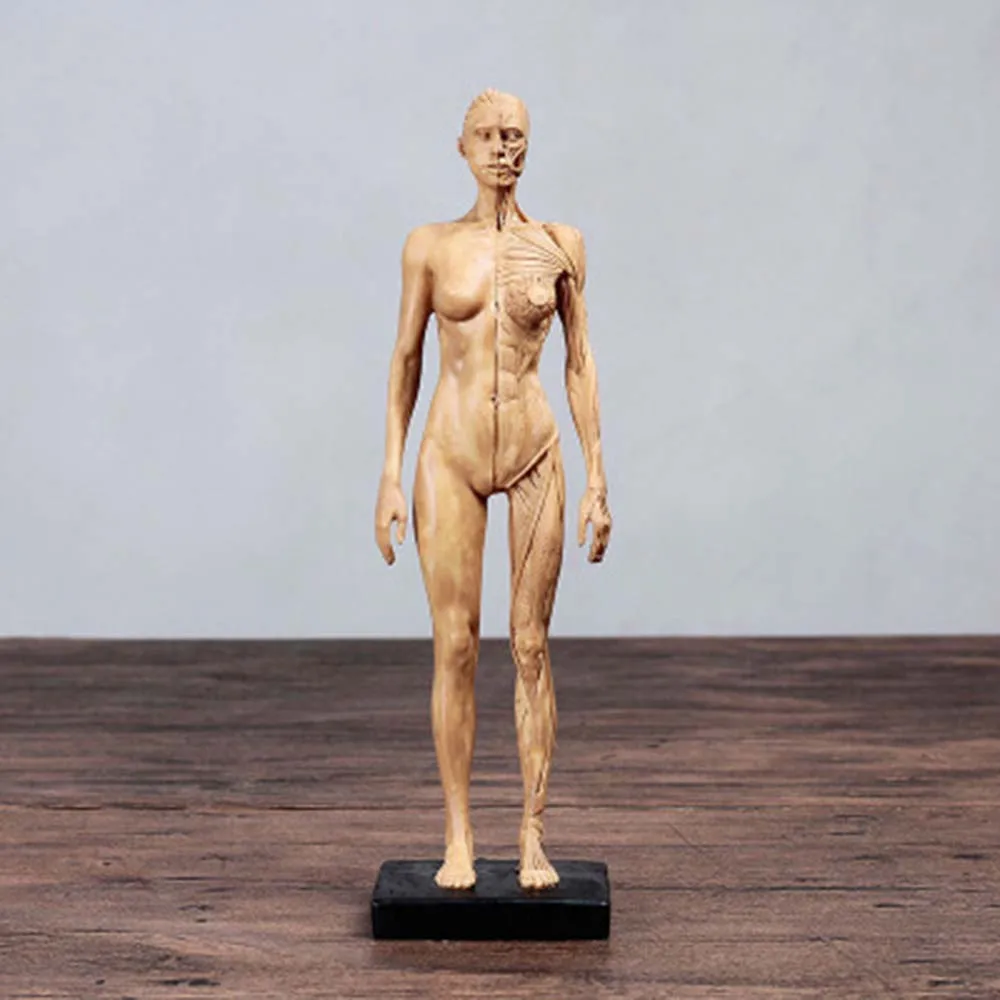 Natural Resin 30cm Human Female Artwork Model Medical Muscle Anatomical Anatomy Structure Model Artist Drawing White Gray Gold Medical Science Aliexpress