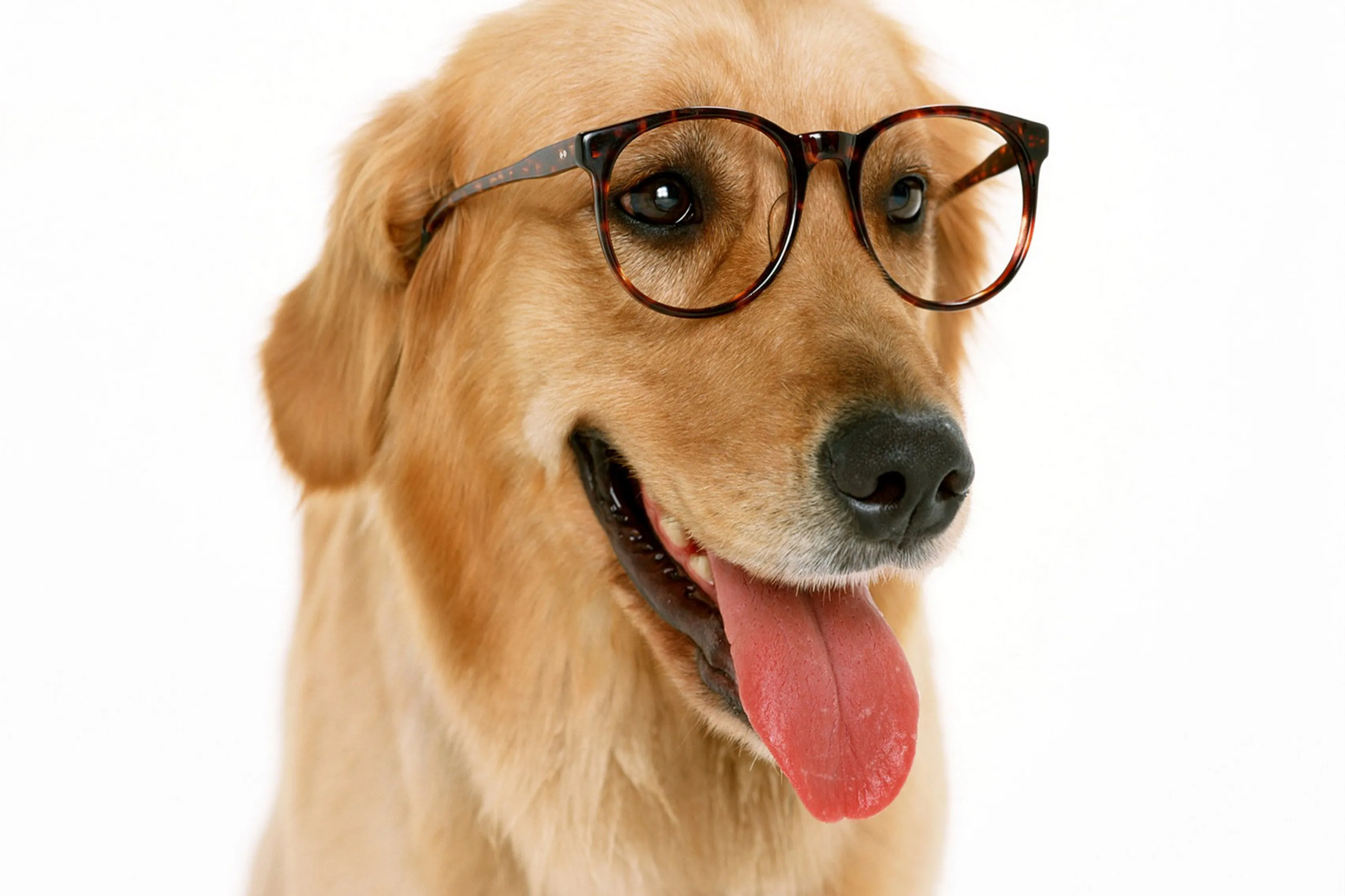 Decoração Home animal lindo cão filhote de cachorro óculos #17 Tecido de Seda Cartaz Impressão DW141|poster print|silk fabric posterfabric posters - AliExpress