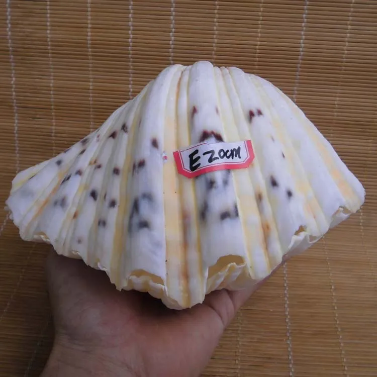 Ракушки из натуральных ракушек подарки ракушки с рисунком двойного лотоса