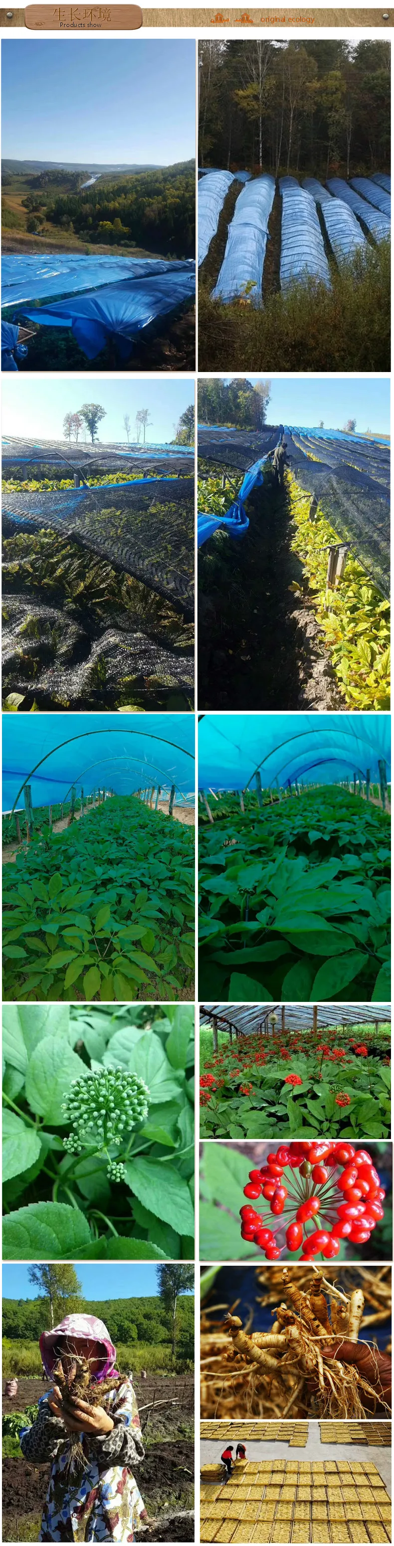 Свежие/сухие таблетки из корня женьшеня, 250-500 г вакуумной упаковки, Panax, корень женьшеня, травяные, для ухода за кожей, для красоты, 75-100 шт