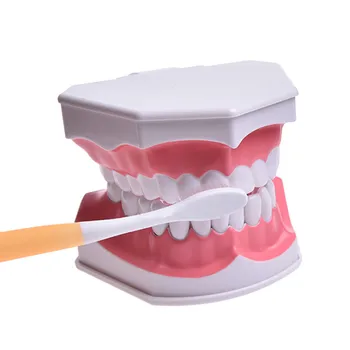 

1PC Dental lab instrument for Tooth Care child kid Dental Teaching Study Model Adult Standard Typodont Demonstration