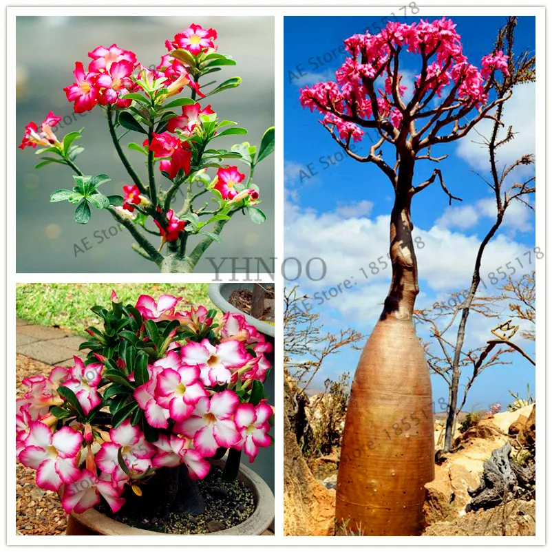 

4pcs/bag Genuine Adenium obesum Plantas Desert Rose Flower Flores,mixed bonsai plant for home garden
