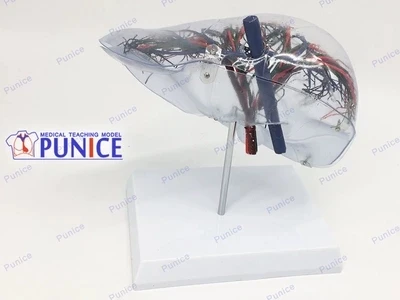 Modelo de Fígado Transparente Fígado Modelo Anatômico 4 Cheap Ciência médica