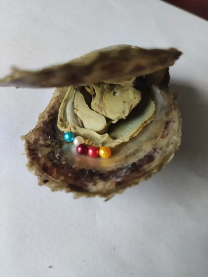 海蚌5颗