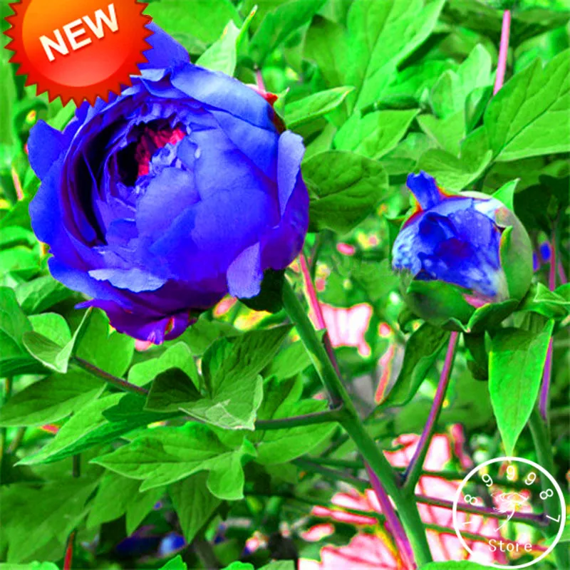 Купить Саженцы Пионов Фото