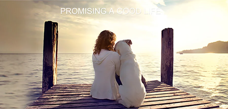dog products