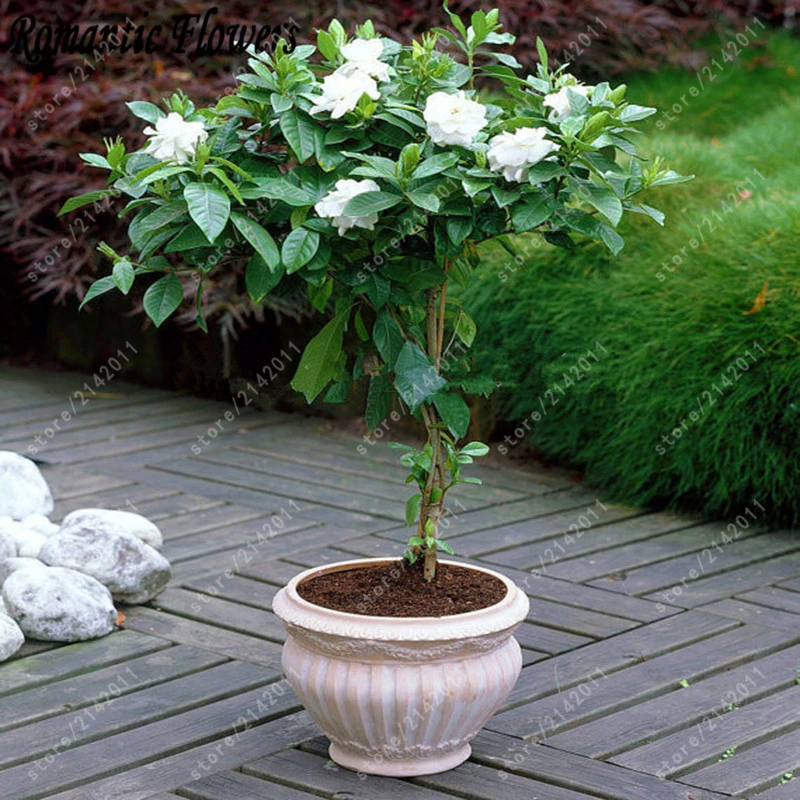 10pcs/bag jasmine seeds (geranium seed) molly bonsai flower seeds