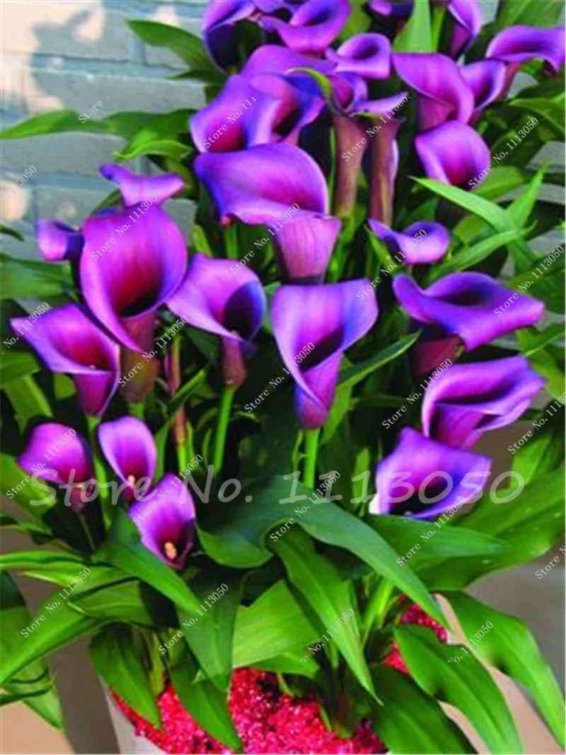 purple calla lily reviews - online shopping purple calla lily