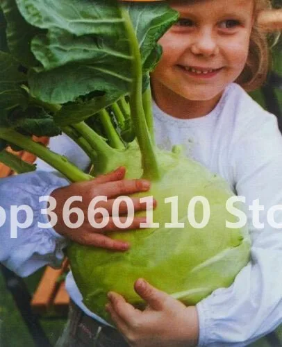 

sementes` plantas Netherlands fruit plantfruit plant imported fruit kohlrabi bonsais green vegetable bonsai 100pcs