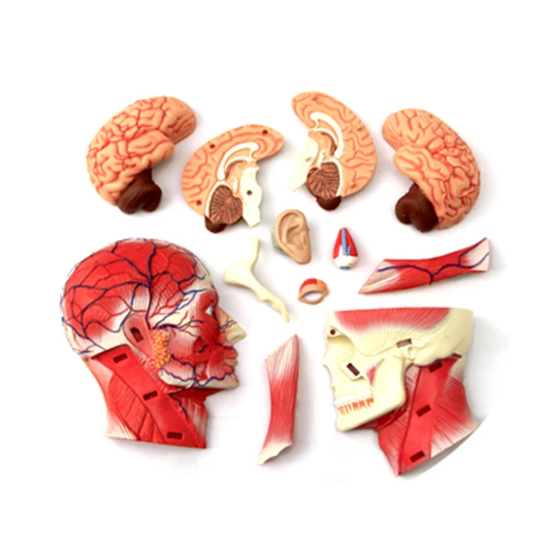 4D Craniofacial nerve Intelligence сборная игрушка Анатомия человеческого органа манекен для медицинского обучения DIY популярная научная техника