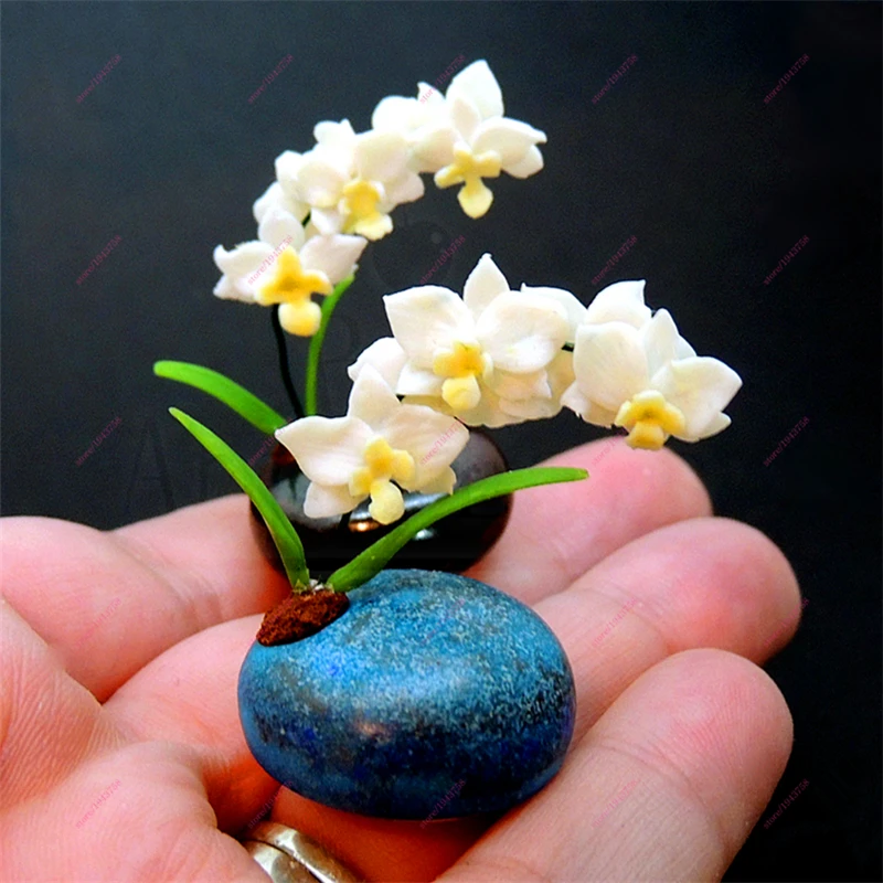 Buy 100 Pcs Rare mini Bonsai Orchid seeds balcony Mini