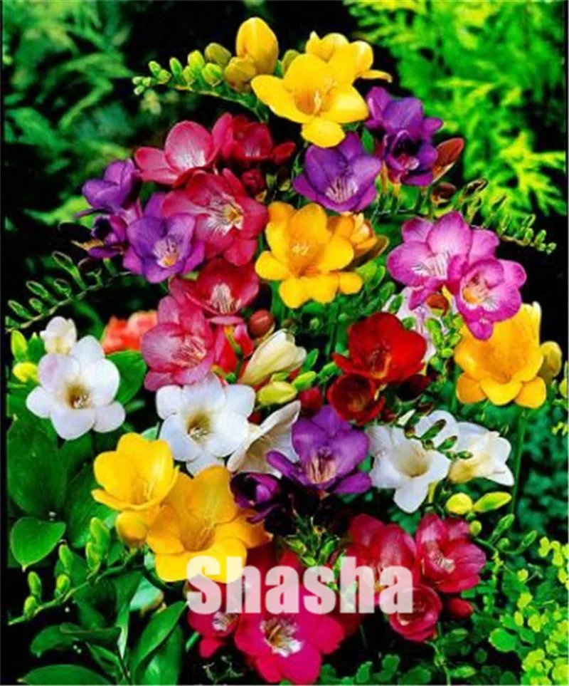 

New 200 pcs Gorgeous Freesia Bonsai Plant Flowers 100% High Quality Flower Plants for home Potted Garden Charming Flowering