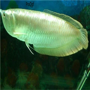 Ngryise 50 Шт Набор Aplocheilichthys Normani - Цвет: Osteoglossum bicirrh