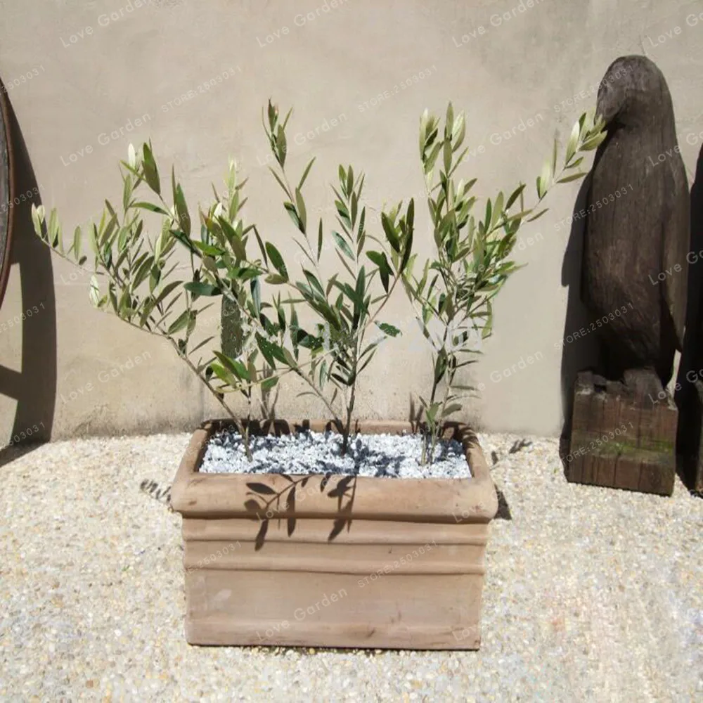 10PCS Rare Olive Bonsai Tree (Olea Europaea) plant Bonsai Fresh Exotic Tree plant Mini Olive Tree Olive Bonsai Garden Supplies 10PCS Rare Olive Bonsai Tree (Olea Europaea) plant Bonsai Fresh Exotic Tree plant Mini Olive Tree Olive Bonsai Garden Supplies