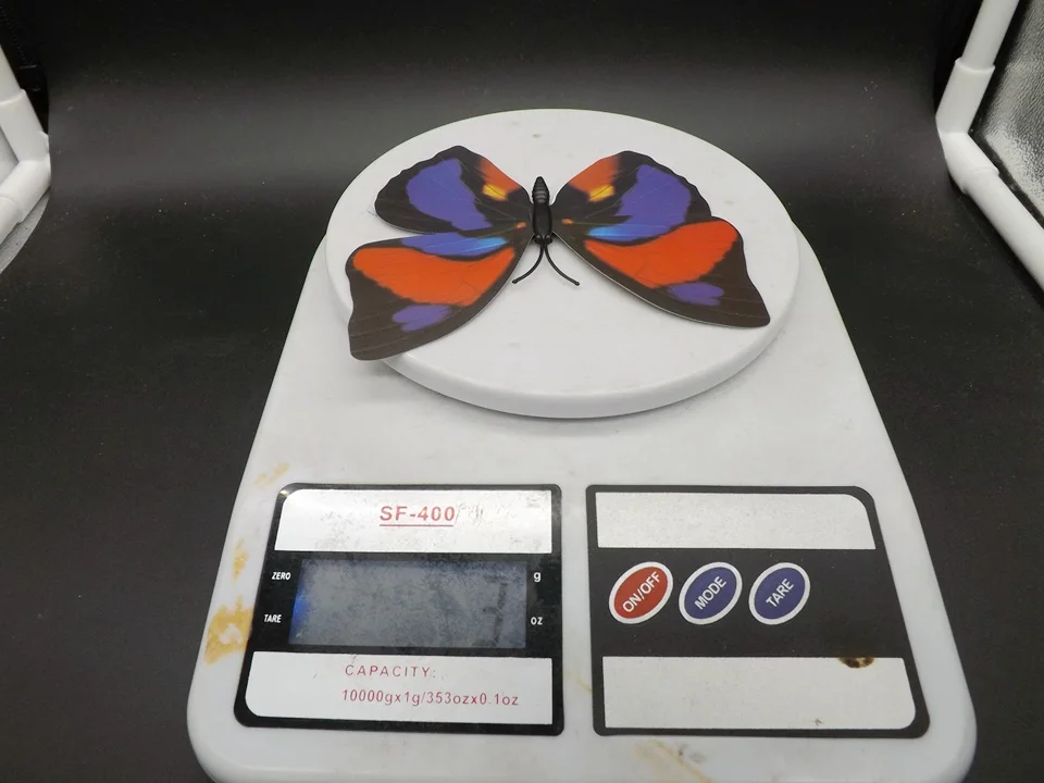 I240-Butterfly (14)