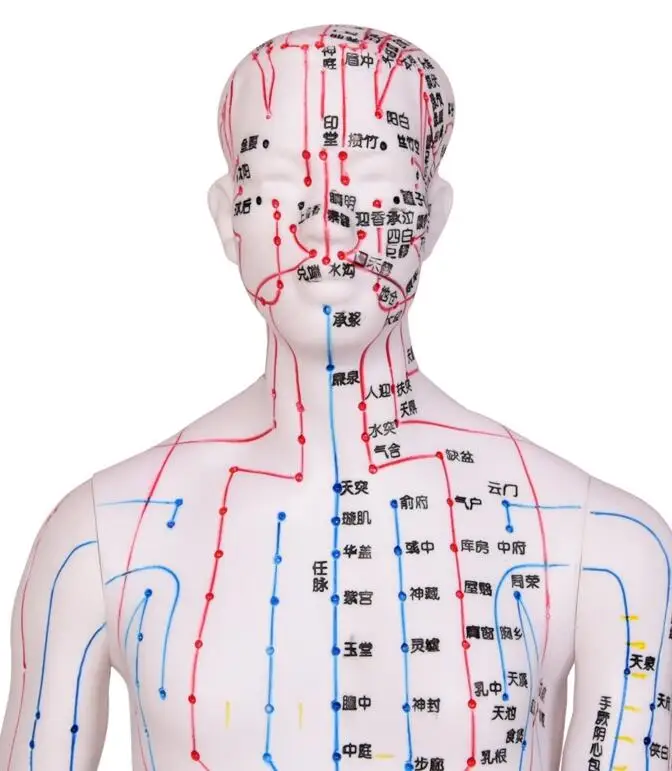 Акупунктура точки на теле и их расположение 48CM White FeMale Lettering acupuncture point body mannequin of acupuncture, Med