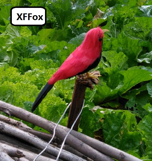 HTB1p_9xRXXXXXa9aXXXq6xXFXXXp
