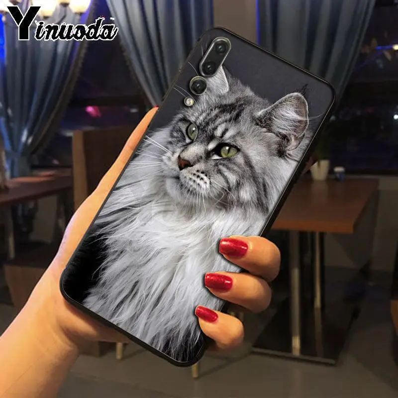 pet maine coon cat
