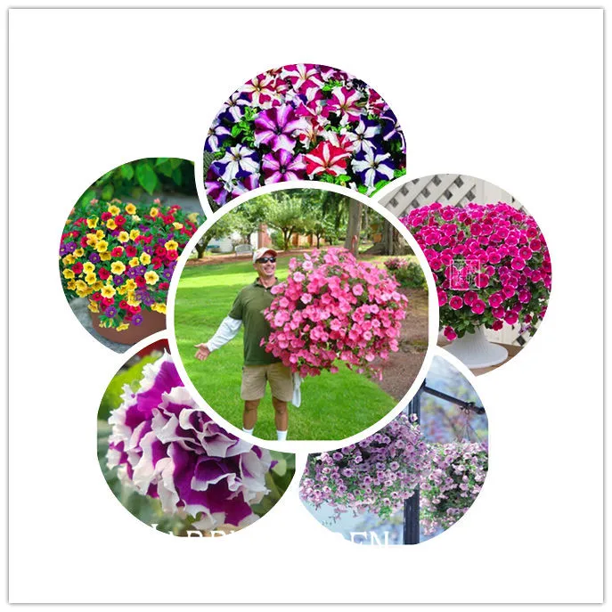 

wholesale different Bonsai Petunia hanging Petunia petals flower Plantas plant Flores - 200 Planten garden petunia,#RW1HA9