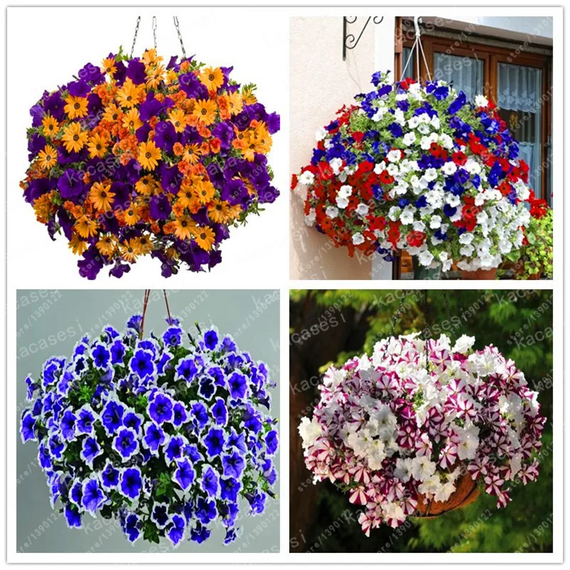 

100PCS Mix Color Hanging Petunia Plants Melissa Original Flower Plants Perennial Flowers For Home Garden Bonsai Pot Planting