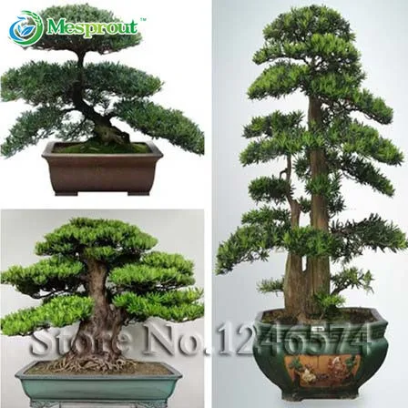

20 Tree Bonsai, Podocarpus Macrophyllus Tree Bonsai, Evergreen Shrubs, Free Shipping