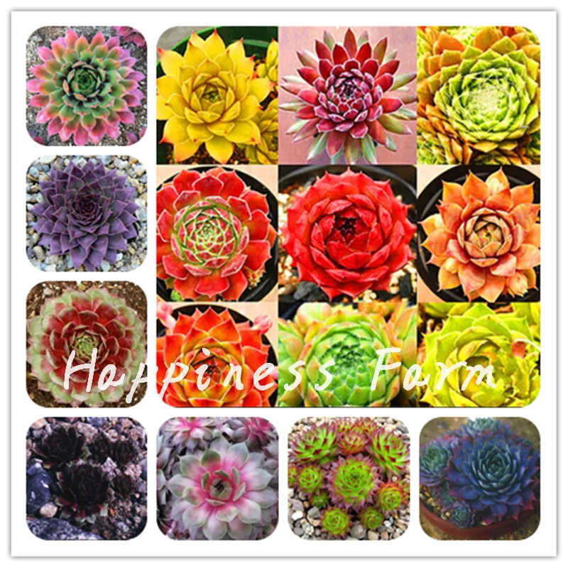 

100 Pcs Exotic Amazing Sempervivum Bonsai Plant Mixed Mini Garden Succulents Cactus Bonsai Perennial -House Leeks Live Forever