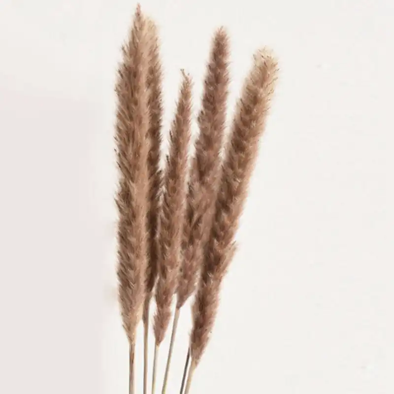 Phragmites Communis,Reed Plant,Wedding Fl M2R5 60Pcs Natural Dried Pampas Grass