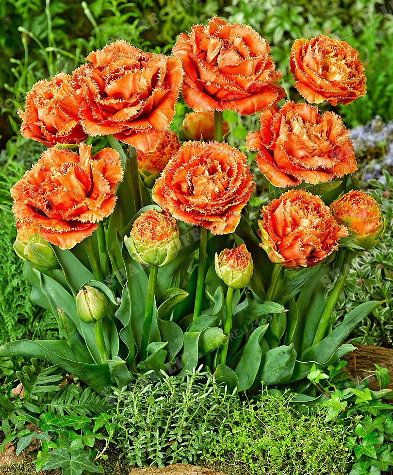 True Tulip Bulbs Tulip Flower Bonsai Flower Bulbs Symbolizes Love Tulipanes Flower Plant For Garden Plants -2 Bulbs