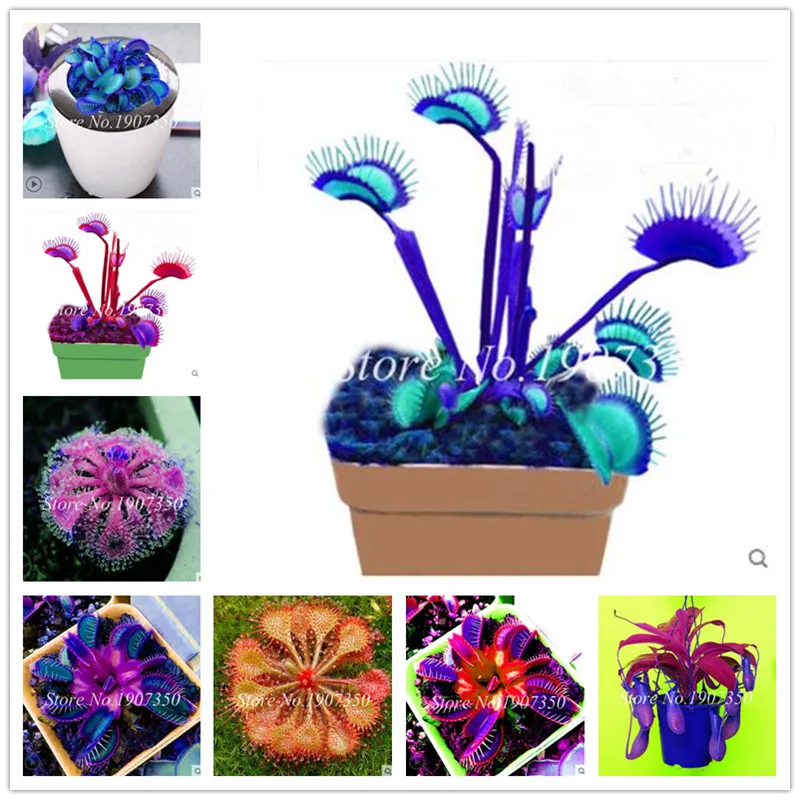 

Sales! 200 pcs Potted Insectivorous Dionaea Muscipula Giant Venus Flytrap bonsai Carnivorous Plant Easy to Grow Free Shipping