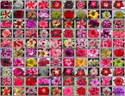 

100% Genuine Fresh Mix-color Adenium Obesum semillas - 200 semillas - Bonsai Desert Rose Flower Plant semillas