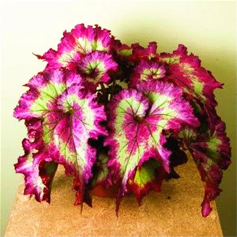 

Rare Pink Species Indoor Begonia Malus Spectabilis Begonia Plants 100 pcs begonia potted flower for Home Garden Planting