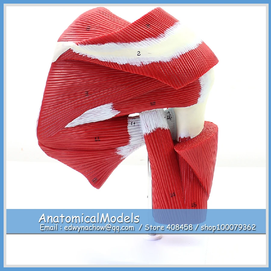 ED-MUSCLE13 Human Shoulder Joint Muscle Tendon Model, Medical Science Educational Teaching Anatomical Models ED-MUSCLE13 Human Shoulder Joint Muscle Tendon Model, Medical Science Educational Teaching Anatomical Models