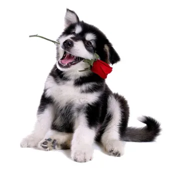 Dog Animal 5D Diamond Mosaic Crafts Painting Cross Stitch Resin Rhinestones Full Square Embroidery | Дом и сад