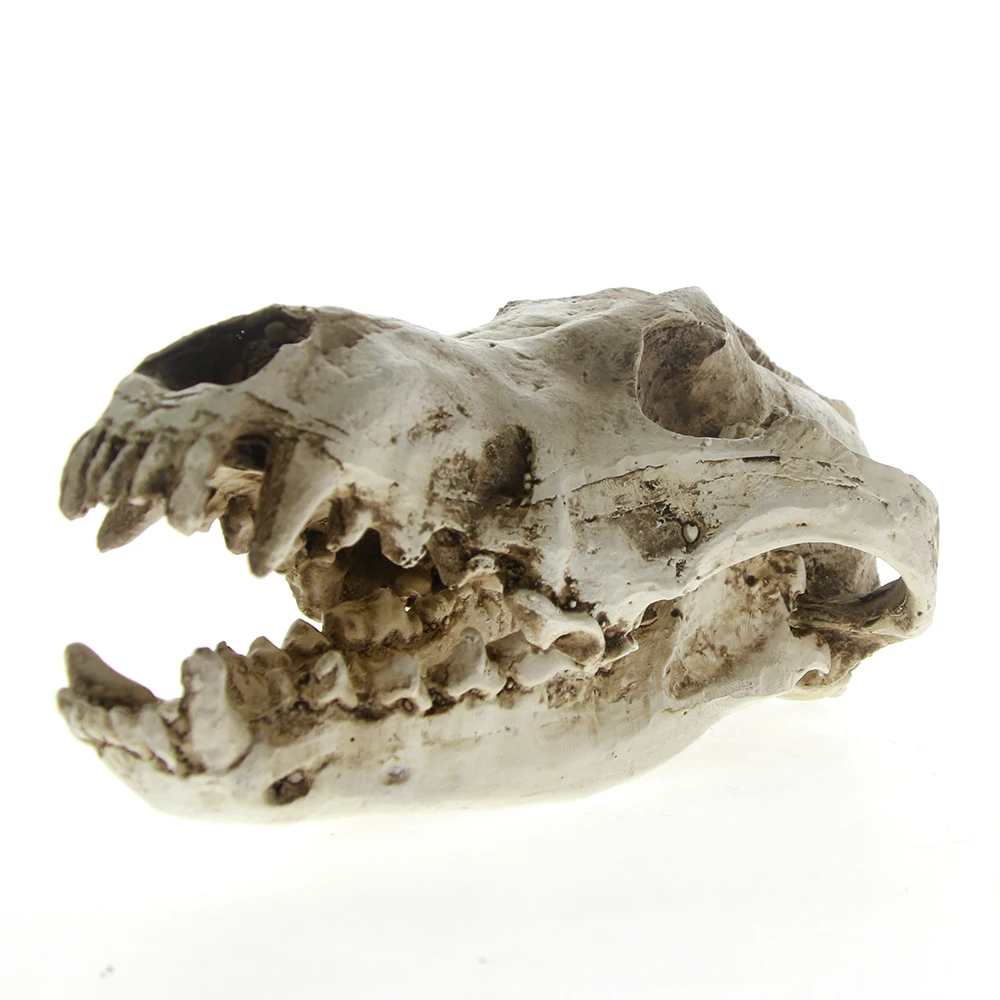 

Taxidermy Animal Head Large Predator Dire Wolf Skull Resin Skull Head Model Figurine Collection Bar Tabletop Decor Antique Look