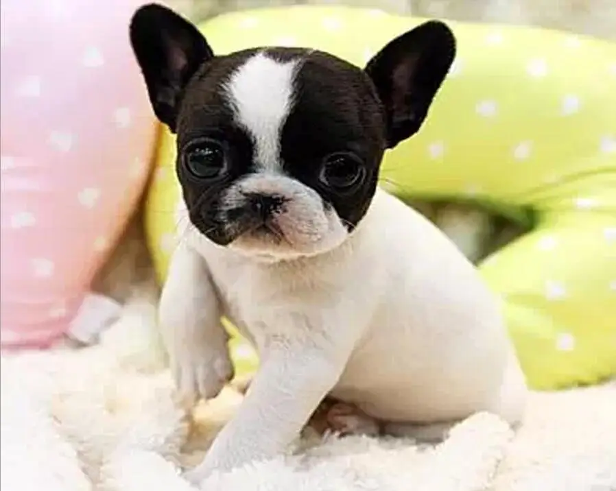 HTB11Hb_BZuYBuNkSmRyq6AA3pXaZ