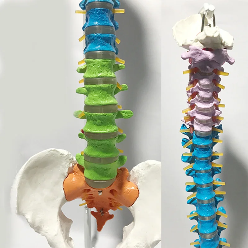 85 cm Tamanho Cor Cheia Humano Spine Modelo Didático Coluna e vértebras Modelos Suprimentos Médicos Ensino 3 Ciência médica