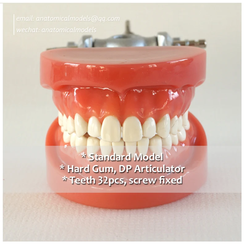 

13007, Hard Gum 32pcs Teeth Standard Jaw Model, Medical Science Educational Dental Teaching Models,@CMAM anatomicalmodels