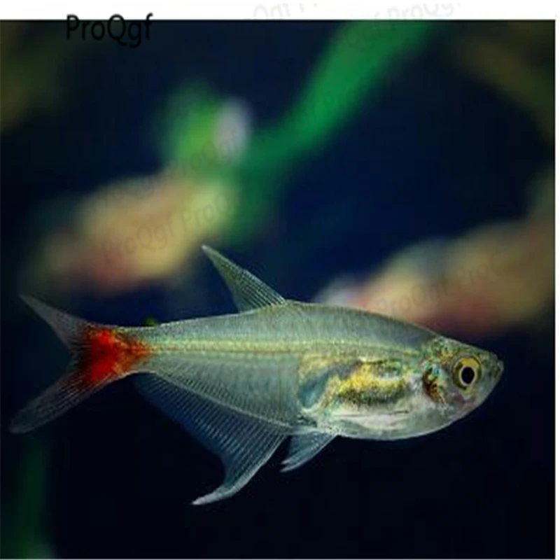

50Pcs Prionobrama filigera