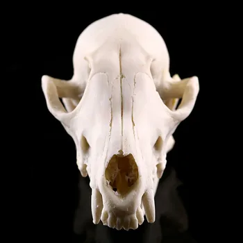 Resin Craft Animal Skull Sculpture 1