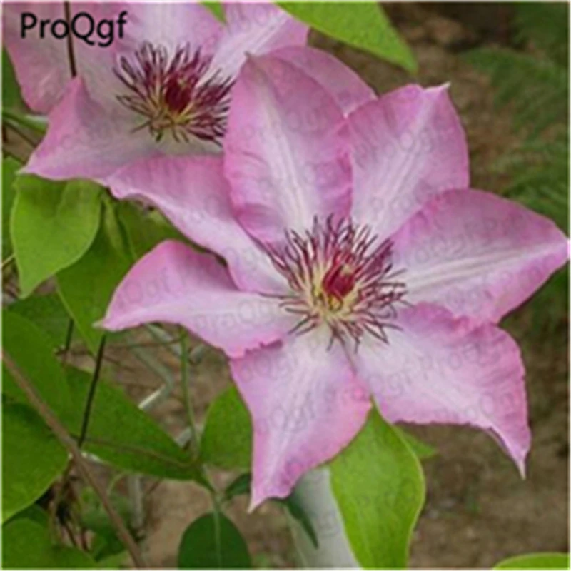 

Ngryise 15Pcs A Set Clematis florida Root