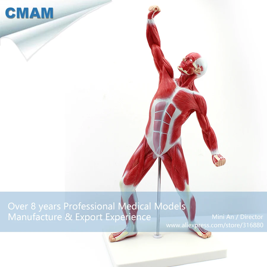 12028 CMAM-MUSCLE05 Desktop 55cm Human Muscle Model on Stand, Medical Science Educational Teaching Anatomical Models 12028 CMAM-MUSCLE05 Desktop 55cm Human Muscle Model on Stand, Medical Science Educational Teaching Anatomical Models