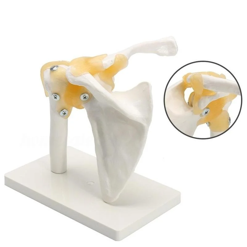 Cena Rozmiar życia mistrz anatomia człowieka szkielet elastyczny anatomiczny Model stawu mięśniowego kości barkowej