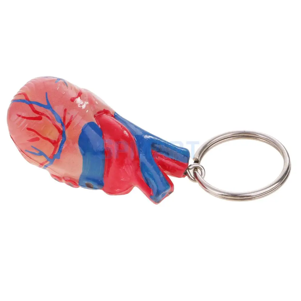 

Mini Portable Human Heart Medical Model Keychain Decoration Portable Anatomy Teaching Learning Tool Halloween Toy Ornament