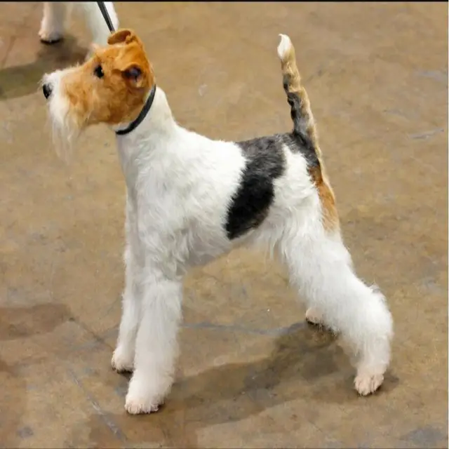 1pcs Hippie Chic Fox Terrier Chokers Necklaces Pendants Boho Puppy