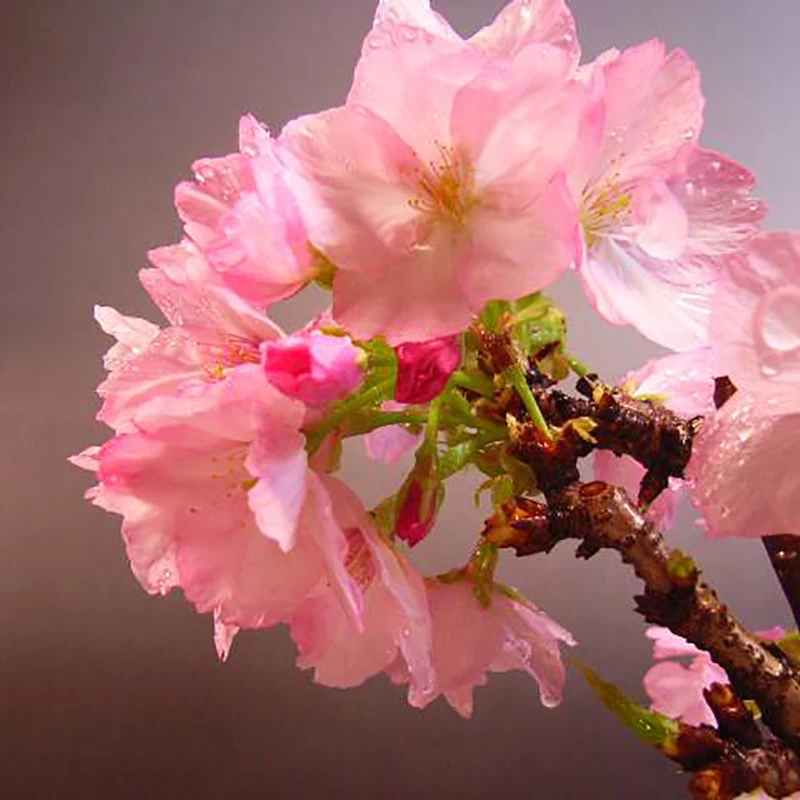 

10 pieces Rare Love and Hope Japanese Cherry Blossoms of Perennial Garden Flowers for Bonsa Plants for a perennial garden